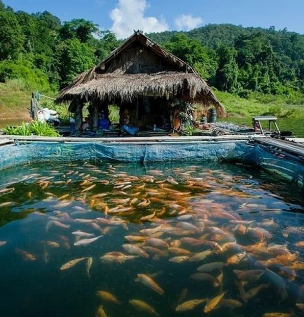 Floating fish farm with golden fish